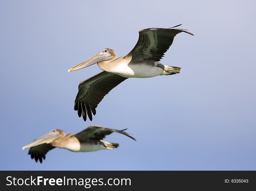 A pair of Brown Pelicans in flight down the beach