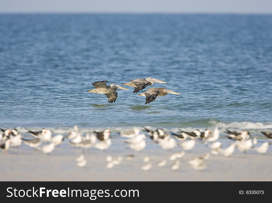 A trio of Brown Pelicans flying down the beach