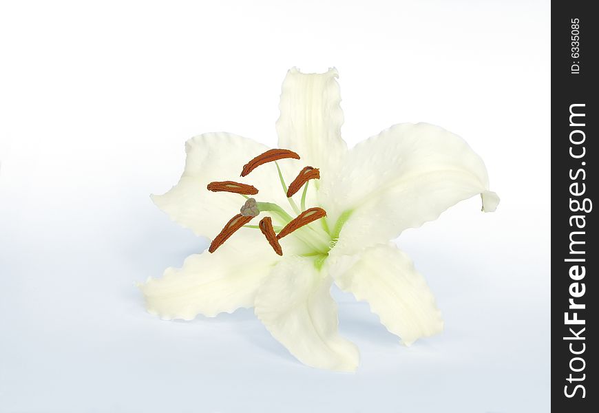 White lily flower isolated on light blue background