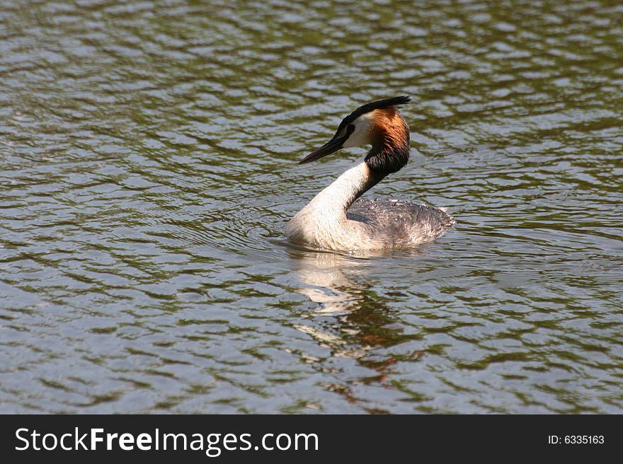 An heron swimming alone in Arcachon bay, Gironde, France