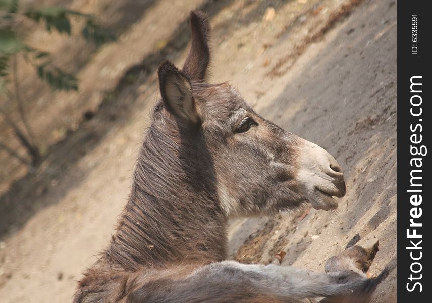 Close up of the resting donkey. Background.