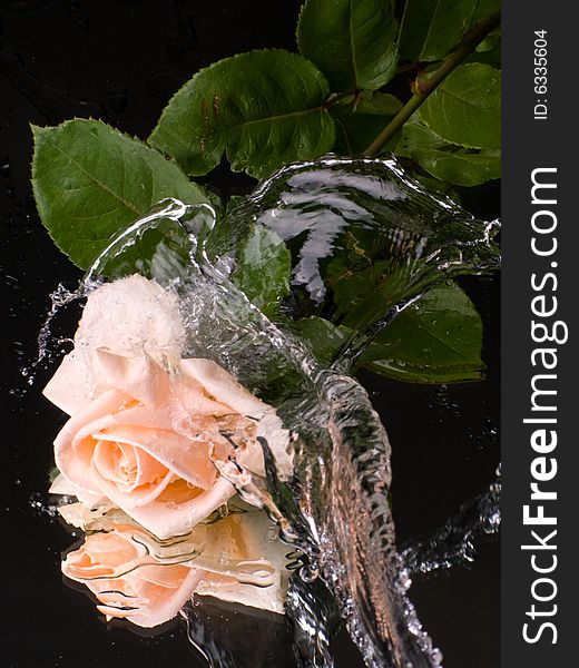 Pink rose with water drops on a mirror surface