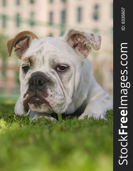 Bulldog laying on green grass in the park. Bulldog laying on green grass in the park