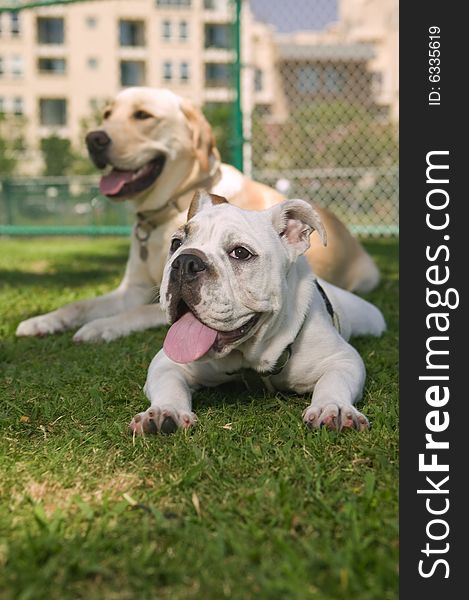 Bulldog laying on green grass in the park. Bulldog laying on green grass in the park