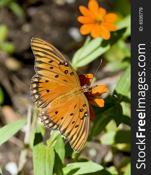 A Gulf Fritillary butterfly in the morning sun. A Gulf Fritillary butterfly in the morning sun.