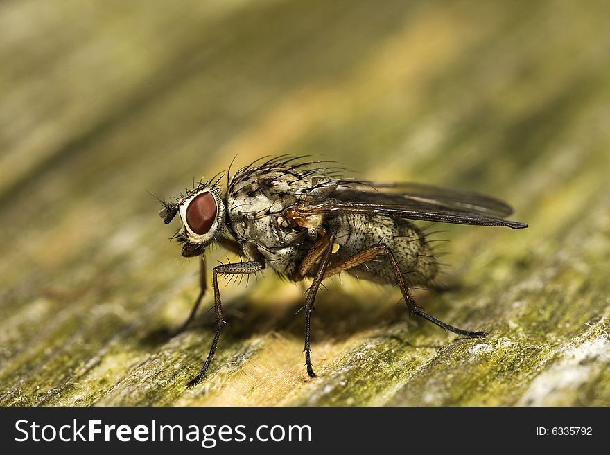 Fly Insect Macro Closeup
