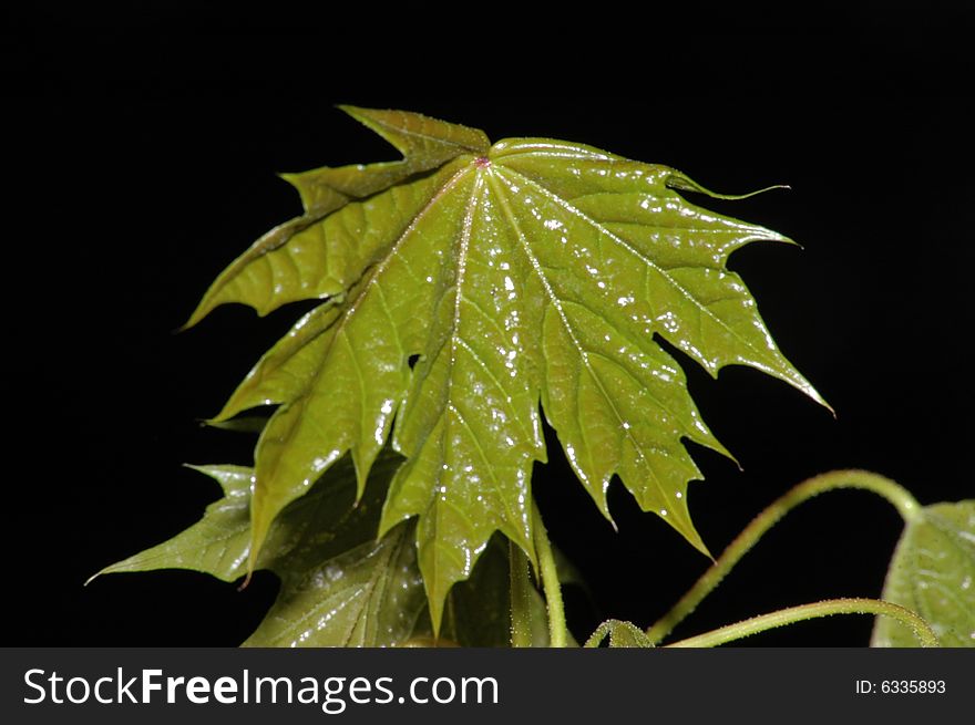 Young maple-leaf on a black background, macro