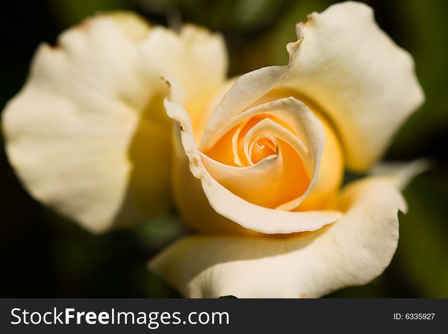 Close up of a blooming yellow rose