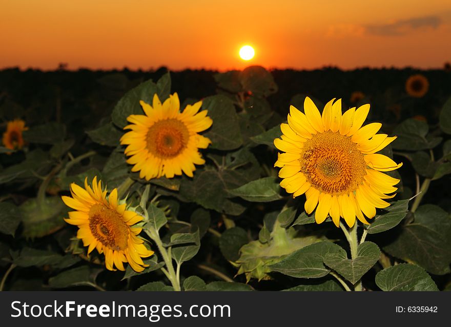 Closeup shot of sunflowers in the sunset. Closeup shot of sunflowers in the sunset