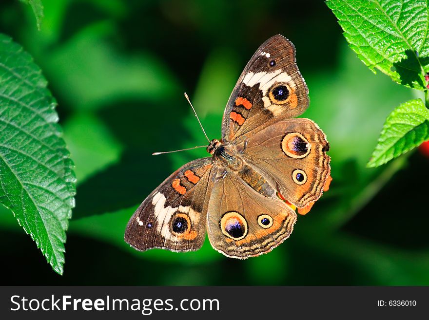 A Common Buckeye butterfly on green leaves.