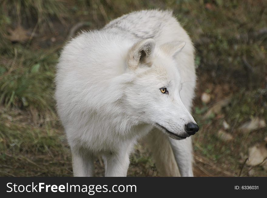 Timber wolf in the field looking very docile