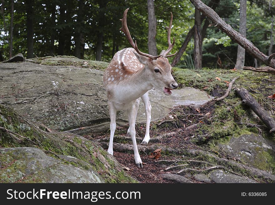 Young male Fallow Deer coming down a small mountain