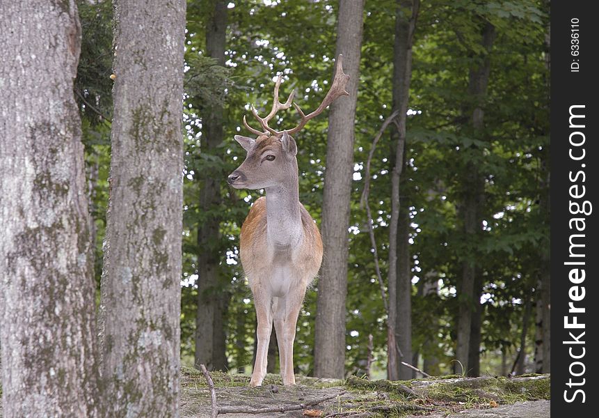 Male Fallow Deer observing his surroundings