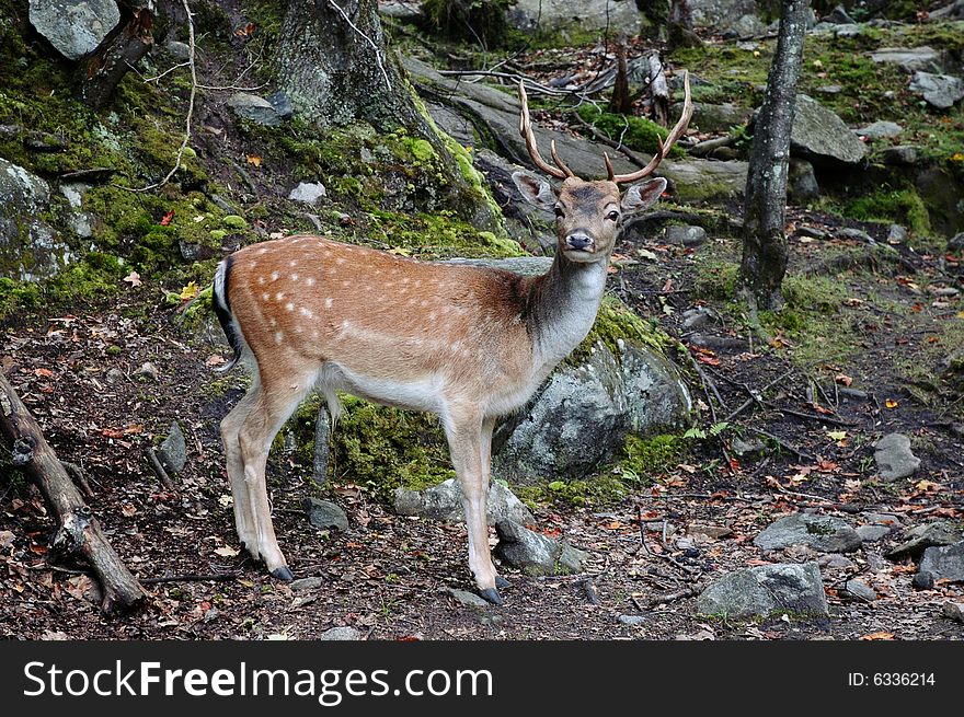 Adult male getting ready to run as I can around the bend. Adult male getting ready to run as I can around the bend