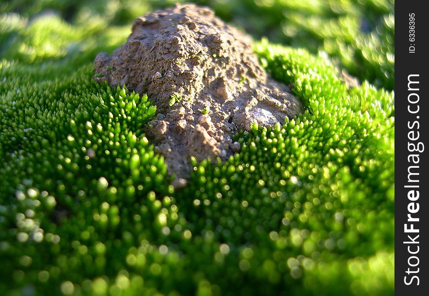 Moss and mud look like mountain. Moss and mud look like mountain
