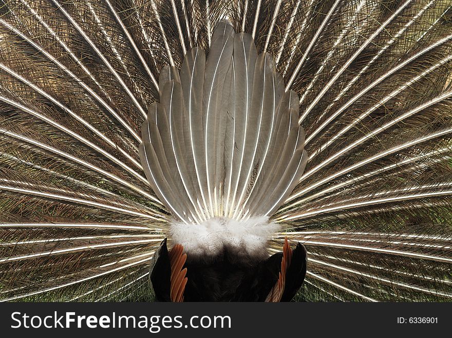 Peacock behind with spread plumage