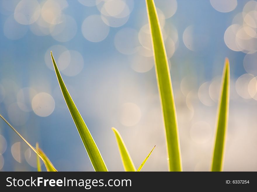 Sunset on grass with lake water in the background