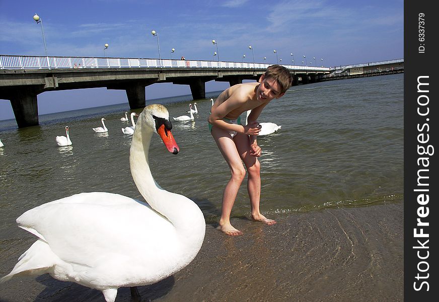 A boy and a swan on a beach