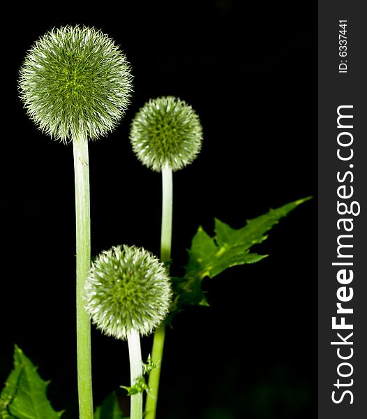 Green balls in botanic garden. Green balls in botanic garden