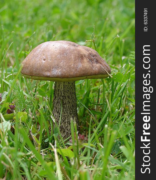 Edible mushroom on green grass background