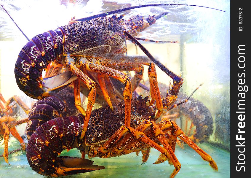 Raw lobster tails in the aquarium