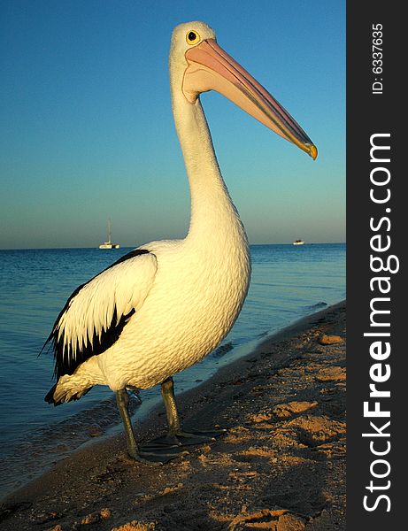 Close up of a pelican lighted by a sunset. Close up of a pelican lighted by a sunset