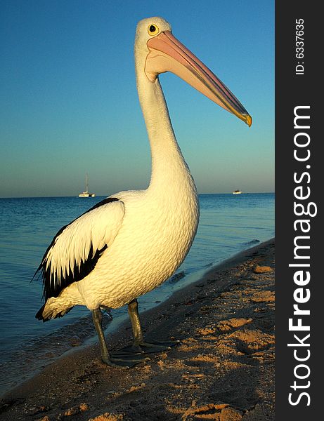 Sunset Pelican