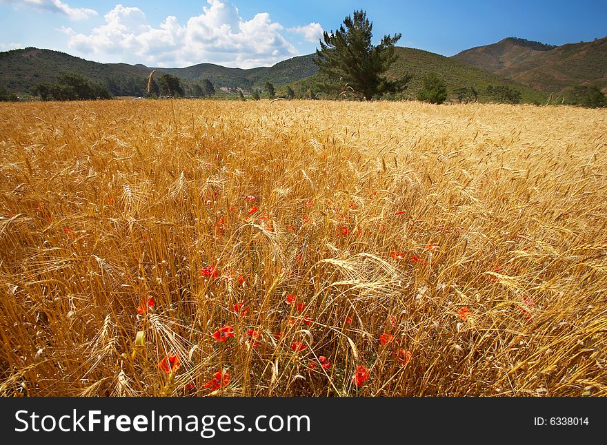 Wheat field under blue sky with poppy flowers