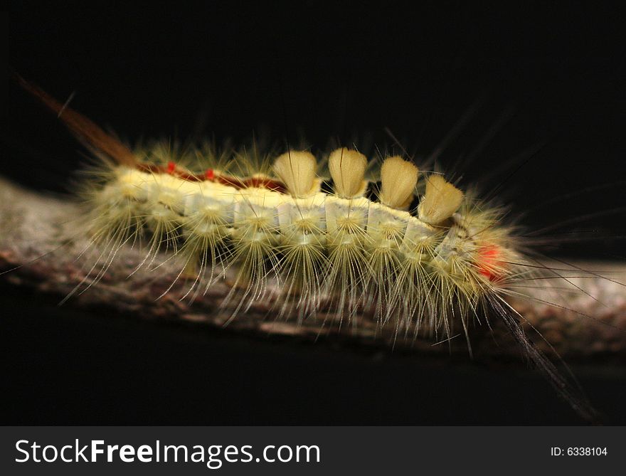Photo of a hairy caterpillar against a black background.