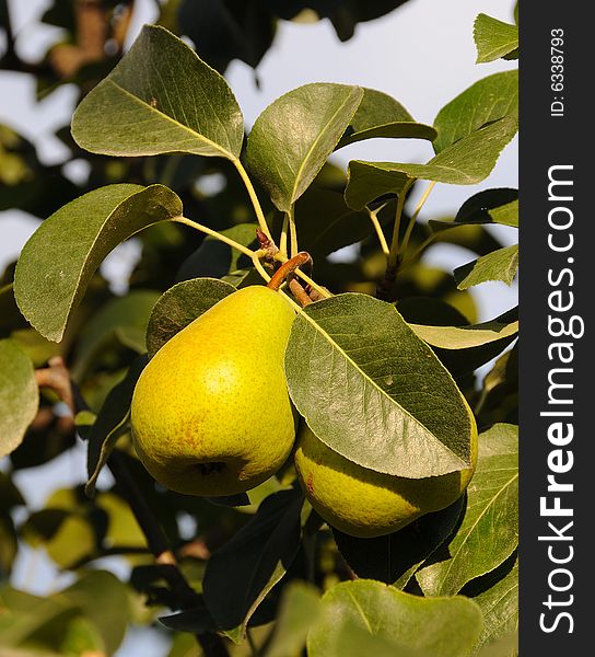 Ripe Organic Pears in Orchard Grove