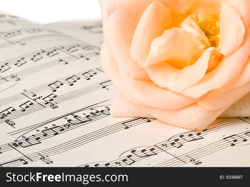 The rose laying on a musical notes on a white background. The rose laying on a musical notes on a white background