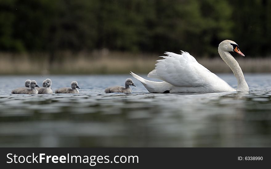 Swan family on a lake