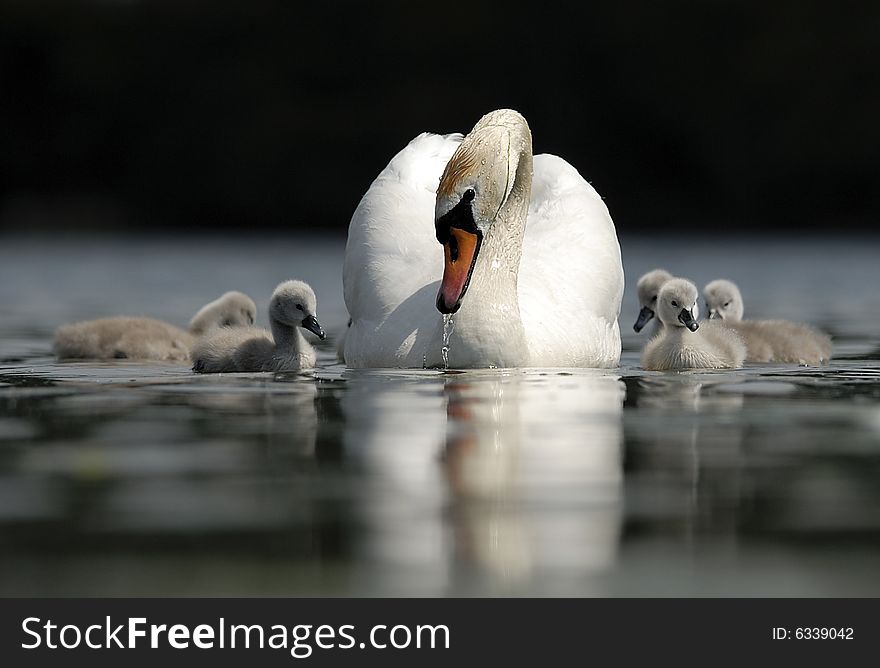Swan family on a lake