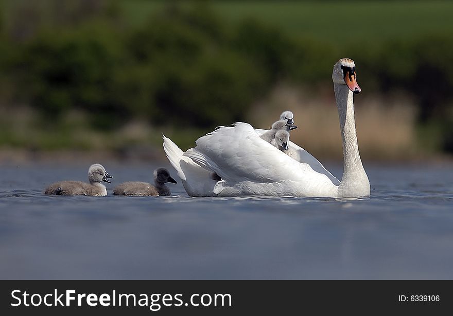 Swan family on a lake