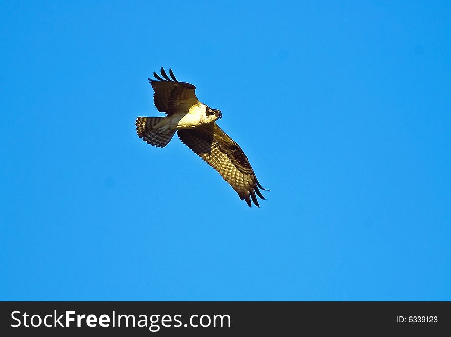 Osprey in flight taken near Picton Ontario Canada