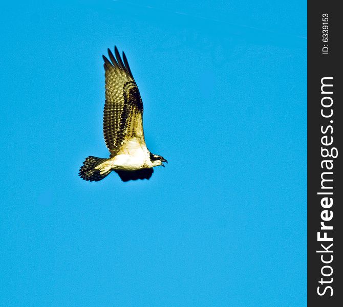 Osprey in flight near Picton Ontario Canada