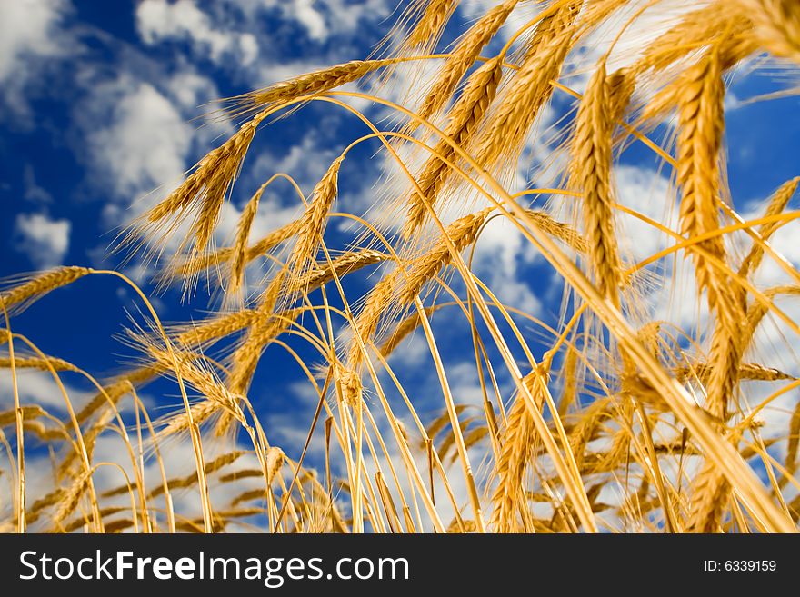 Golden wheat in the blue sky background