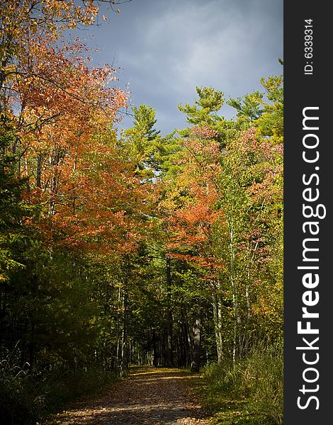 Trail through autumn leaves on a cloudy day