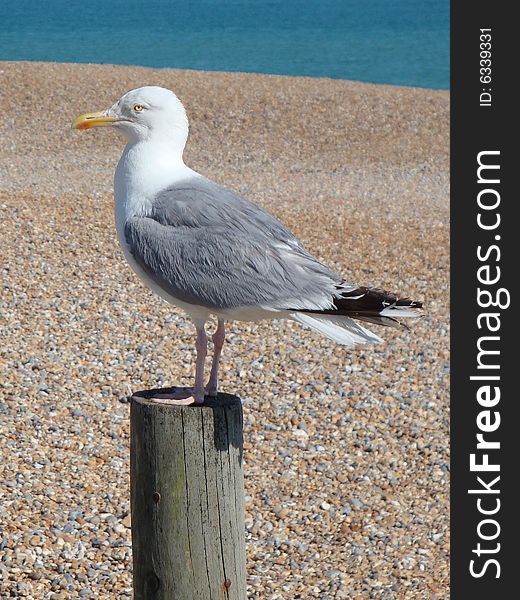 Seagull on seafront, Hastings beach
