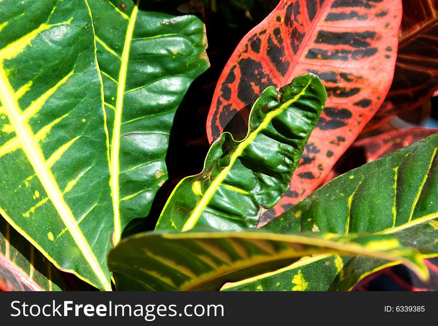 Red green yellow black plant leaves in detail. Red green yellow black plant leaves in detail