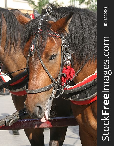 Horses on the main square in cracow city, poland. Horses on the main square in cracow city, poland