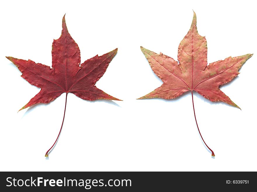 MAPLE LEAF