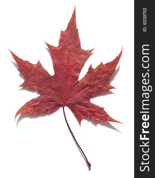 One side of a maple leaf