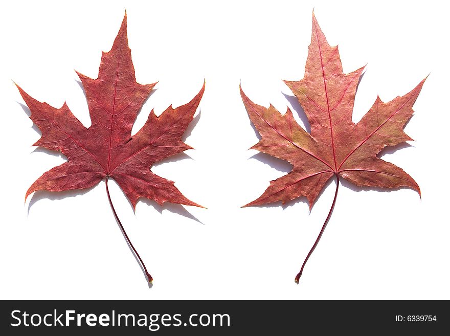 MAPLE LEAF