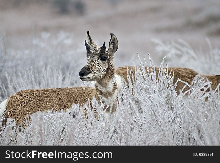 Antelope in Wheat Field in Western Oklahoma. Antelope in Wheat Field in Western Oklahoma