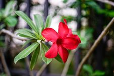 Desert Rose-Impala Lily- Mock Azalea Royalty Free Stock Photos Desert Rose-Impala Lily- Mock Azalea Royalty Free Stock Photos