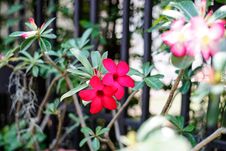 Desert Rose-Impala Lily- Mock Azalea Stock Photo Desert Rose-Impala Lily- Mock Azalea Stock Photo