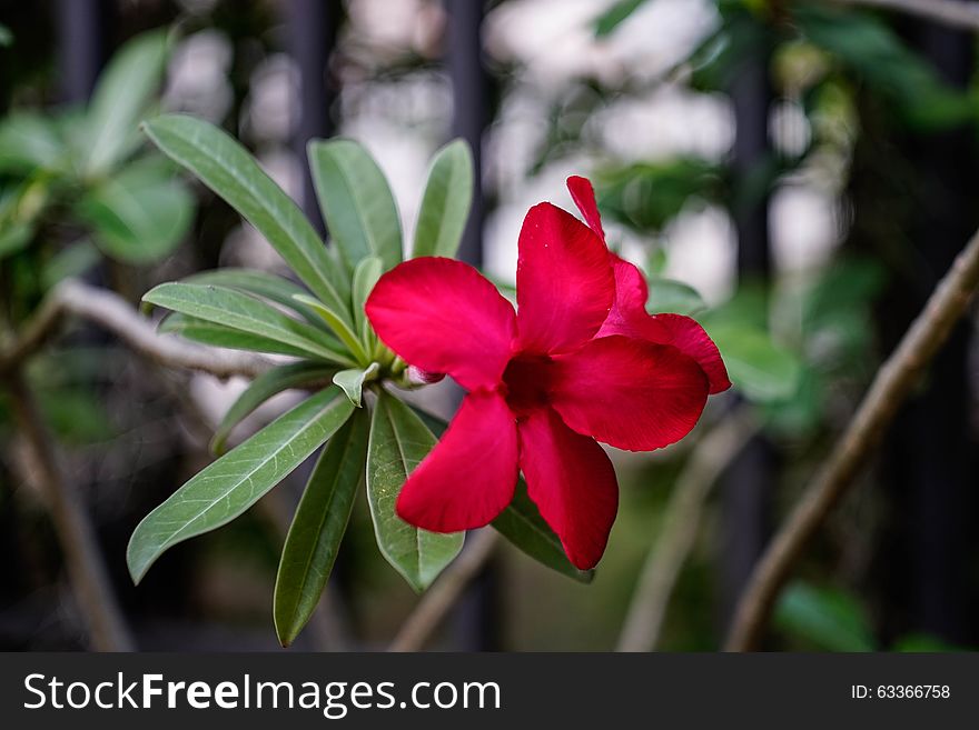 Desert Rose-Impala Lily- Mock Azalea