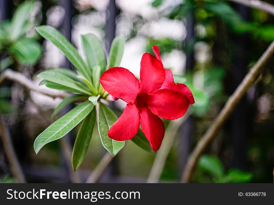 Desert Rose-Impala Lily- Mock Azalea