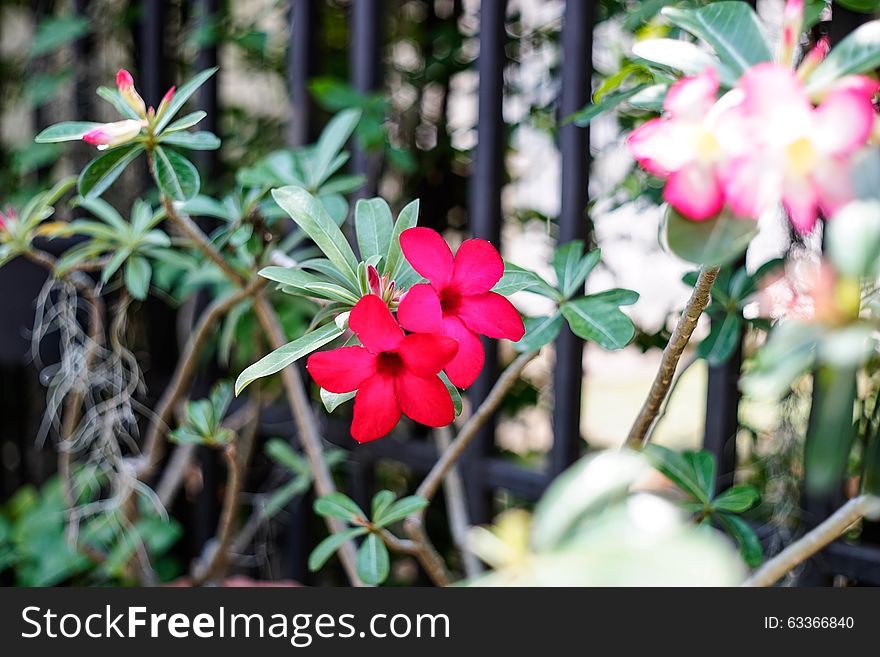 Desert Rose or Impala Lily in the garden. Desert Rose or Impala Lily in the garden